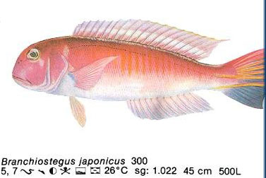 Branchiostegus japonicus